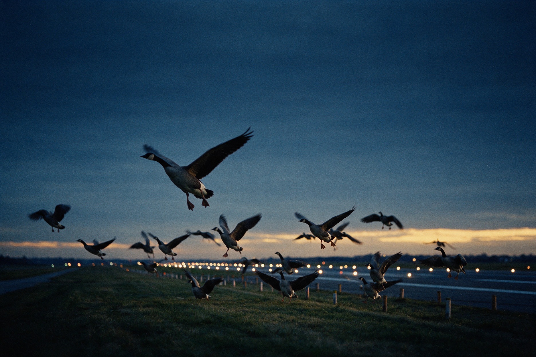 Birds in flight near an airfield perimeter